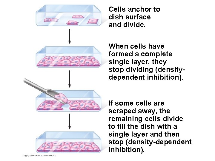 Cells anchor to dish surface and divide. When cells have formed a complete single
