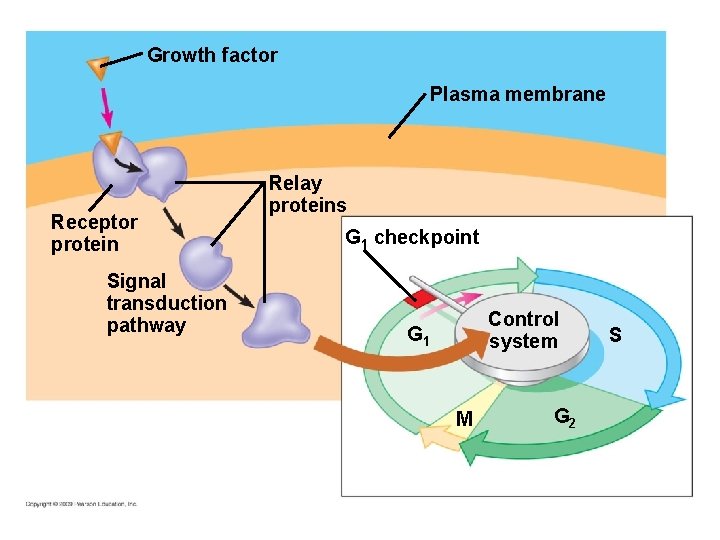 Growth factor Plasma membrane Receptor protein Signal transduction pathway Relay proteins G 1 checkpoint