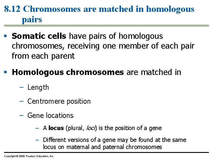 8. 12 Chromosomes are matched in homologous pairs Somatic cells have pairs of homologous