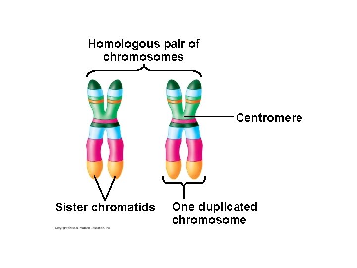 Homologous pair of chromosomes Centromere Sister chromatids One duplicated chromosome 