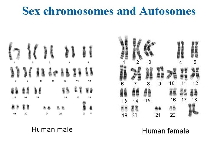 Sex chromosomes and Autosomes Human male Human female 