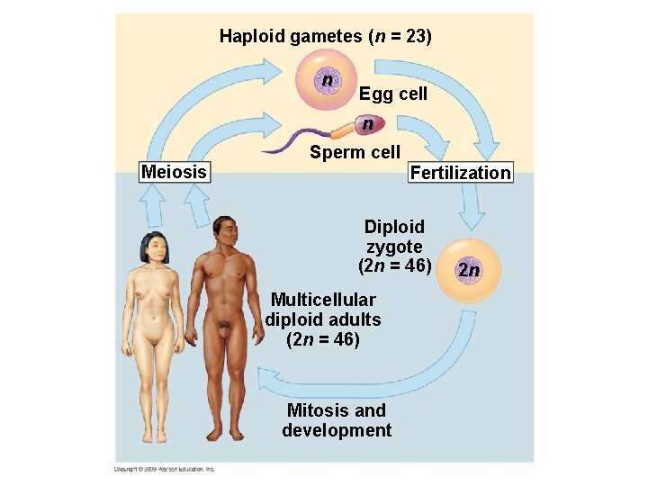 Haploid gametes (n = 23) n Egg cell n Sperm cell Meiosis Fertilization Diploid