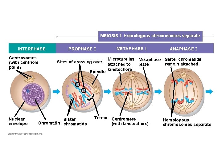 MEIOSIS I: Homologous chromosomes separate INTERPHASE Centrosomes (with centriole pairs) Nuclear envelope PROPHASE I