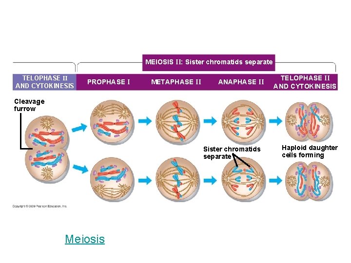 MEIOSIS II: Sister chromatids separate TELOPHASE II AND CYTOKINESIS PROPHASE I METAPHASE II ANAPHASE