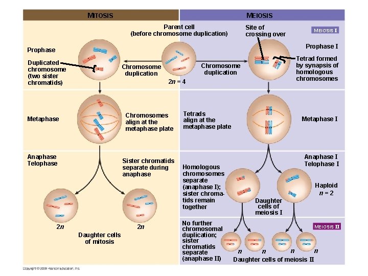 MITOSIS MEIOSIS Parent cell (before chromosome duplication) Site of crossing over MEIOSIS I Prophase