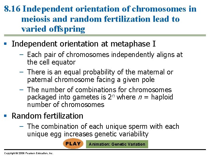 8. 16 Independent orientation of chromosomes in meiosis and random fertilization lead to varied