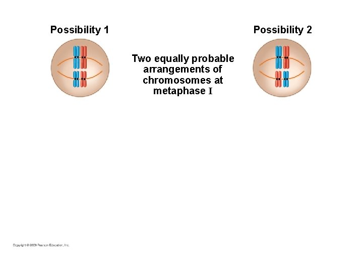 Possibility 1 Possibility 2 Two equally probable arrangements of chromosomes at metaphase I 