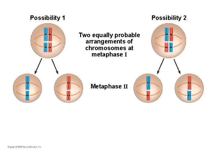 Possibility 1 Possibility 2 Two equally probable arrangements of chromosomes at metaphase I Metaphase