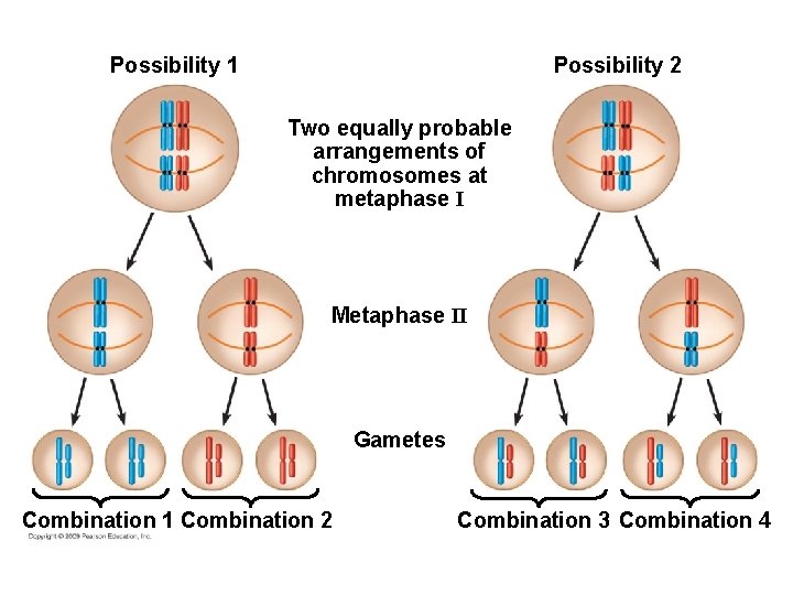 Possibility 1 Possibility 2 Two equally probable arrangements of chromosomes at metaphase I Metaphase