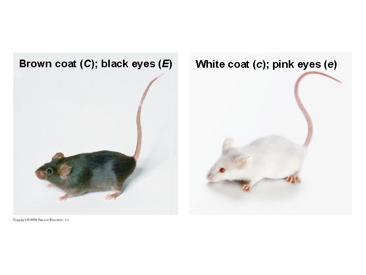 Brown coat (C); black eyes (E) White coat (c); pink eyes (e) 