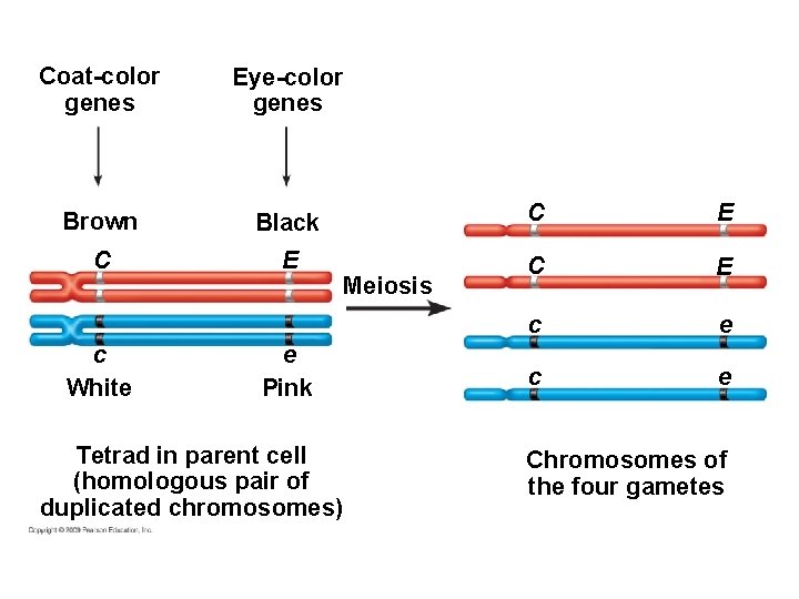 Coat-color genes Eye-color genes Brown Black C E C E c e c White