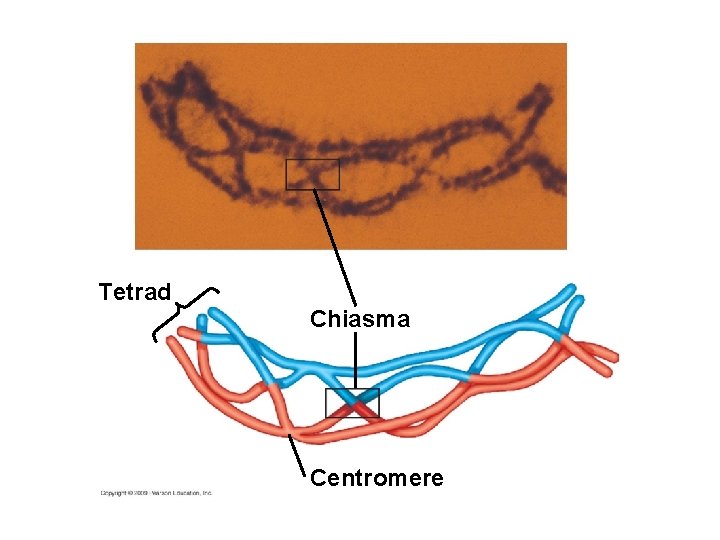 Tetrad Chiasma Centromere 