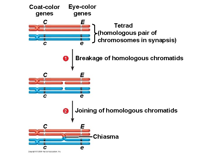 Coat-color genes C Eye-color genes E c e 1 Breakage of homologous chromatids C