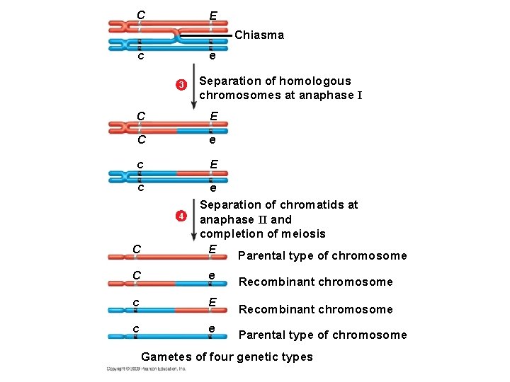 C E Chiasma e c 3 Separation of homologous chromosomes at anaphase I C