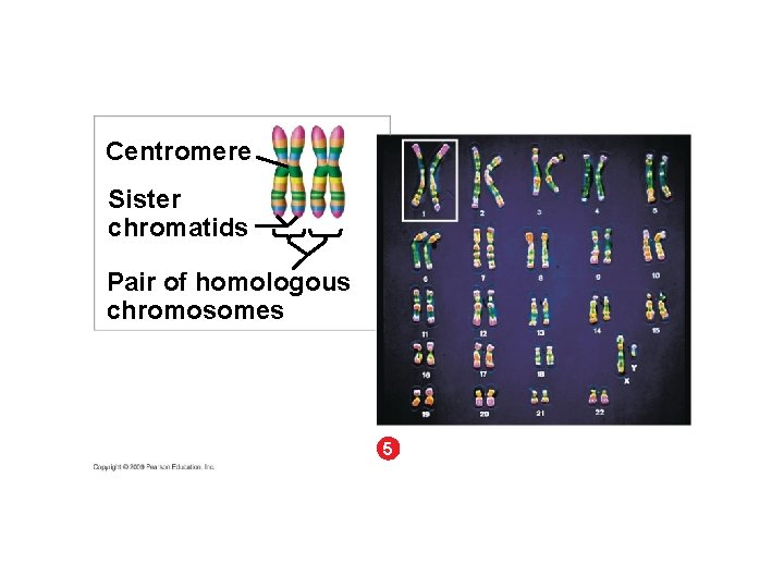 Centromere Sister chromatids Pair of homologous chromosomes 5 