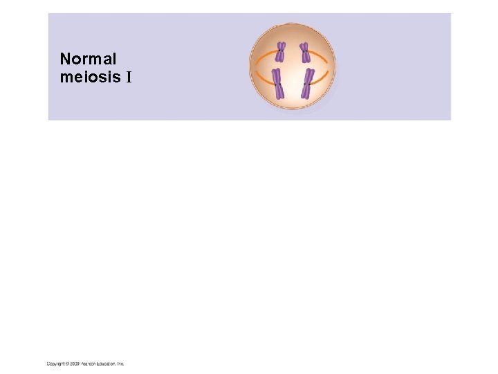 Normal meiosis I 