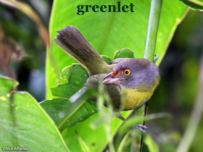 greenlet 