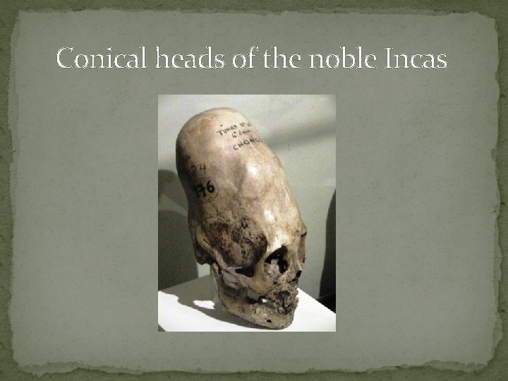 Conical heads of the noble Incas 