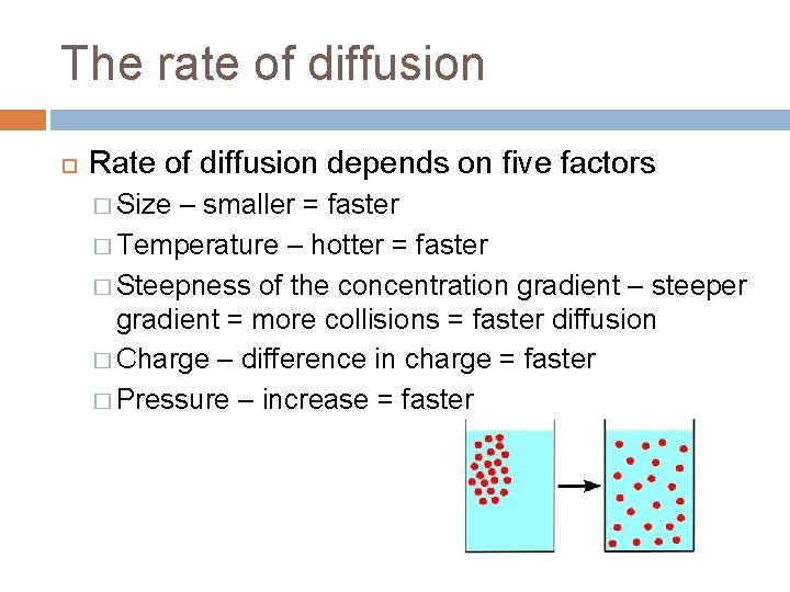 The rate of diffusion Rate of diffusion depends on five factors � Size –
