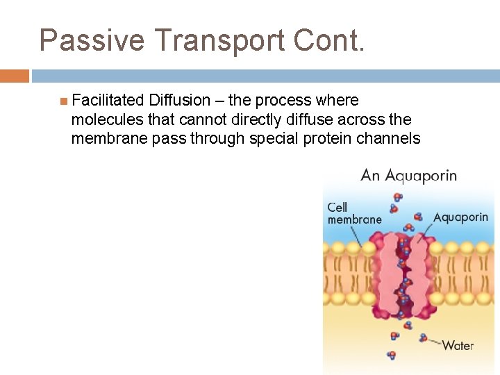 Passive Transport Cont. Facilitated Diffusion – the process where molecules that cannot directly diffuse