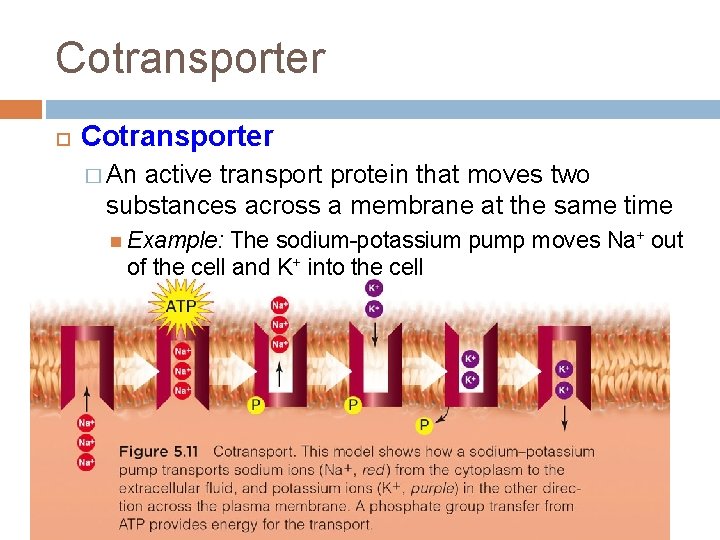 Cotransporter � An active transport protein that moves two substances across a membrane at