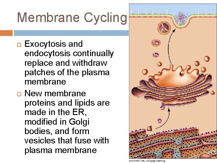 Membrane Cycling Exocytosis and endocytosis continually replace and withdraw patches of the plasma membrane