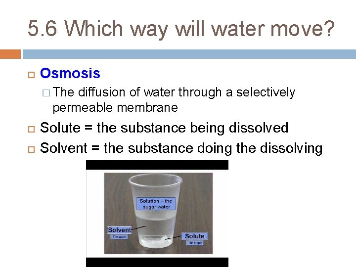 5. 6 Which way will water move? Osmosis � The diffusion of water through