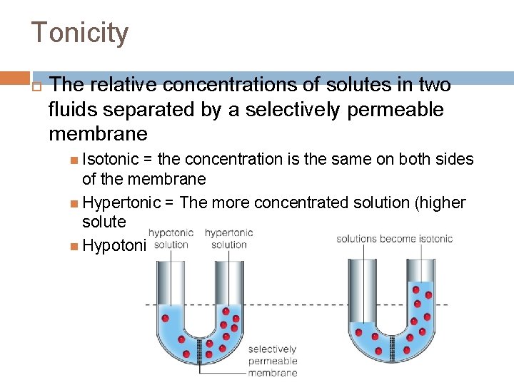 Tonicity The relative concentrations of solutes in two fluids separated by a selectively permeable
