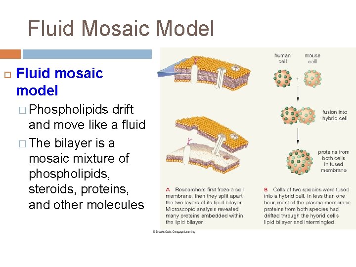Fluid Mosaic Model Fluid mosaic model � Phospholipids drift and move like a fluid