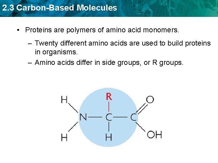 2. 3 Carbon-Based Molecules • Proteins are polymers of amino acid monomers. – Twenty