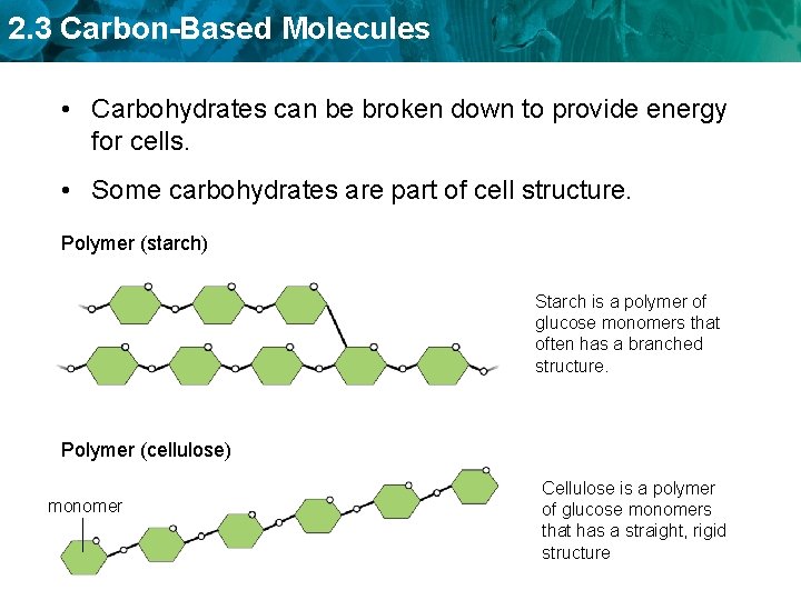 2. 3 Carbon-Based Molecules • Carbohydrates can be broken down to provide energy for