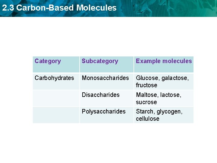 2. 3 Carbon-Based Molecules Category Subcategory Example molecules Carbohydrates Monosaccharides Glucose, galactose, fructose Disaccharides