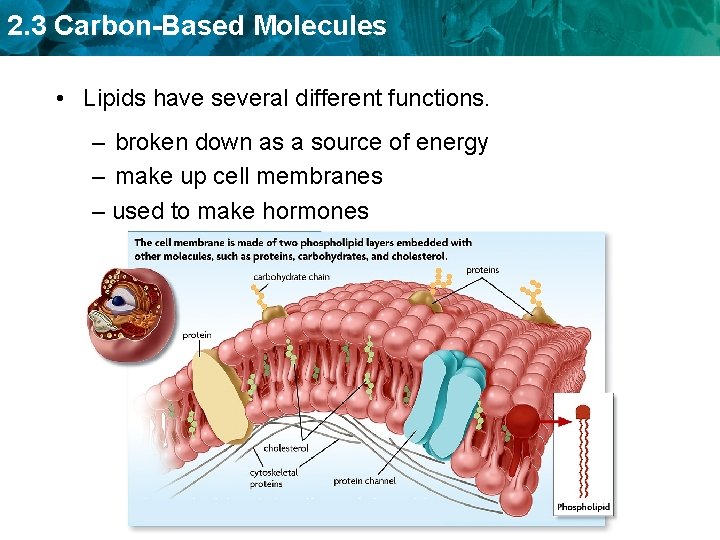 2. 3 Carbon-Based Molecules • Lipids have several different functions. – broken down as