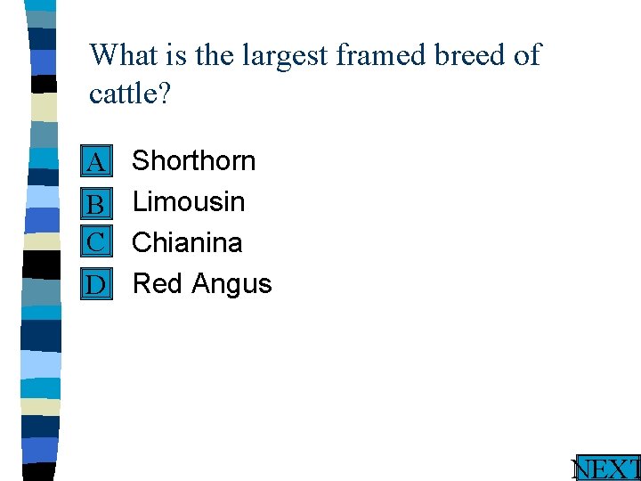 What is the largest framed breed of cattle? n A n B C n
