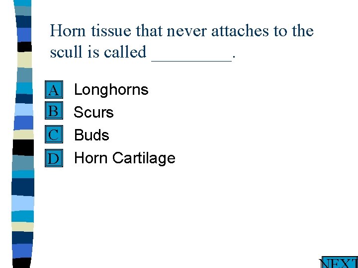 Horn tissue that never attaches to the scull is called _____. n Longhorns A
