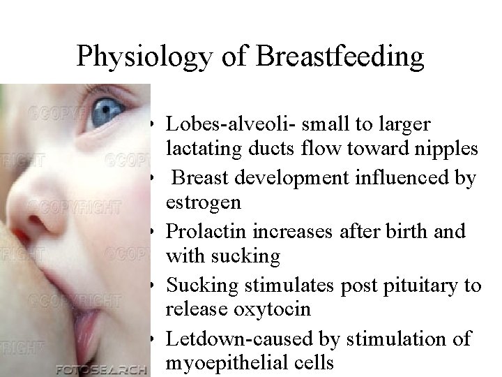 Physiology of Breastfeeding • Lobes-alveoli- small to larger lactating ducts flow toward nipples •