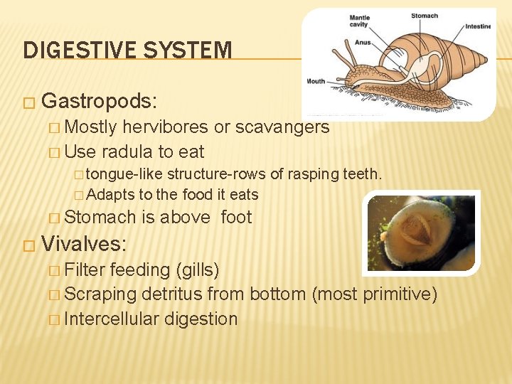DIGESTIVE SYSTEM � Gastropods: � Mostly hervibores or scavangers � Use radula to eat