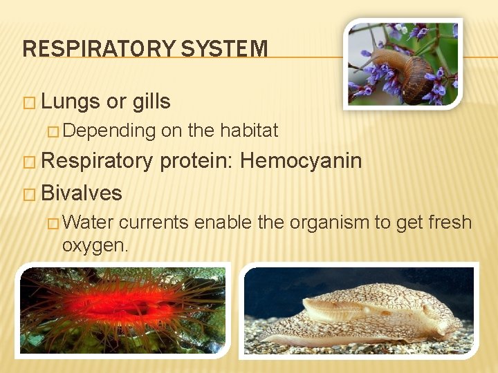 RESPIRATORY SYSTEM � Lungs or gills � Depending on the habitat � Respiratory protein: