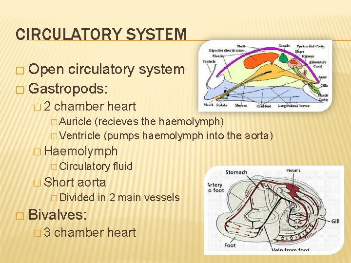 CIRCULATORY SYSTEM � Open circulatory system � Gastropods: � 2 chamber heart � Auricle