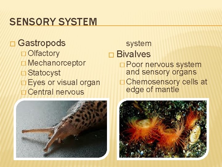 SENSORY SYSTEM � Gastropods � Olfactory � Mechanorceptor � Statocyst � Eyes or visual