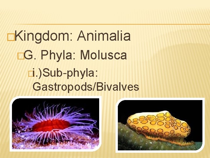 �Kingdom: Animalia �G. Phyla: Molusca �i. )Sub-phyla: Gastropods/Bivalves 