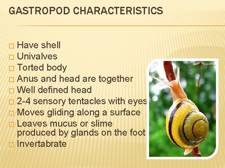 GASTROPOD CHARACTERISTICS � Have shell � Univalves � Torted body � Anus and head