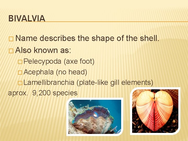 BIVALVIA � Name describes the shape of the shell. � Also known as: �