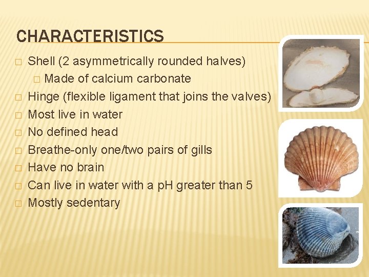 CHARACTERISTICS � � � � Shell (2 asymmetrically rounded halves) � Made of calcium