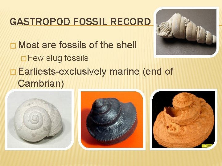 GASTROPOD FOSSIL RECORD � Most are fossils of the shell � Few slug fossils