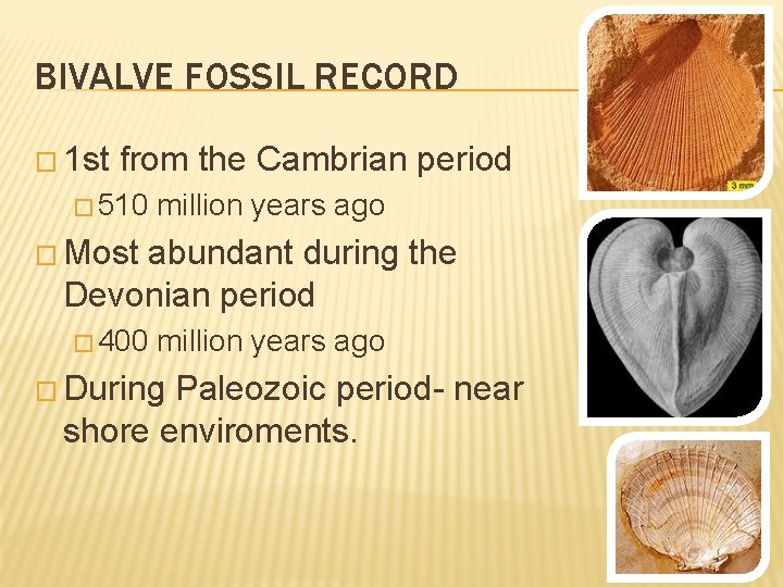 BIVALVE FOSSIL RECORD � 1 st from the Cambrian period � 510 million years