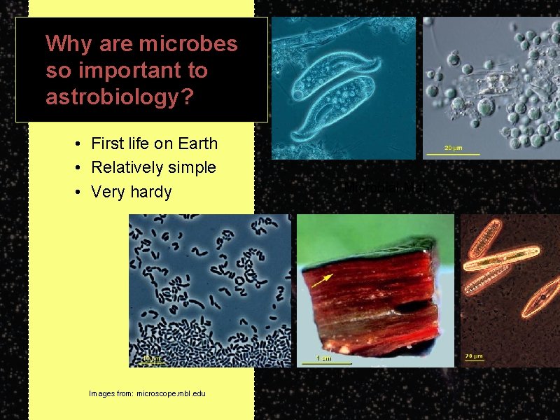 Why are microbes so important to astrobiology? • First life on Earth • Relatively