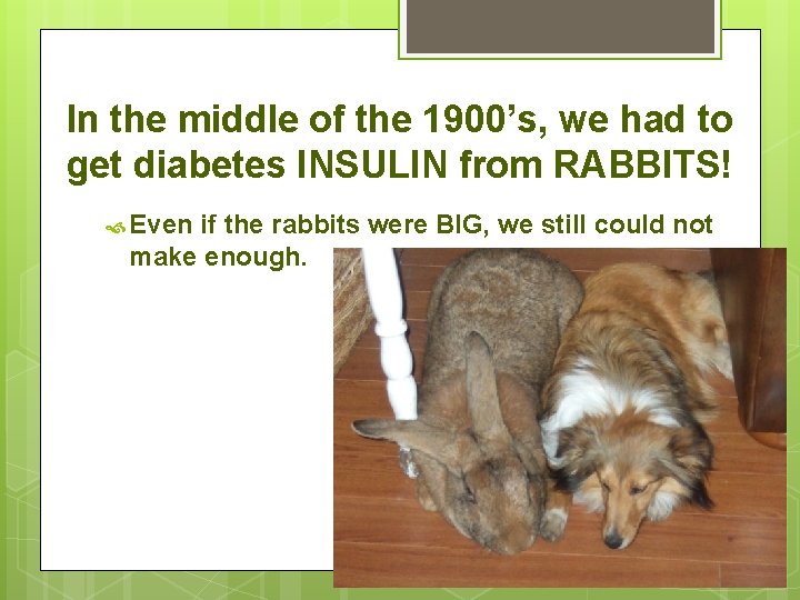 In the middle of the 1900’s, we had to get diabetes INSULIN from RABBITS!