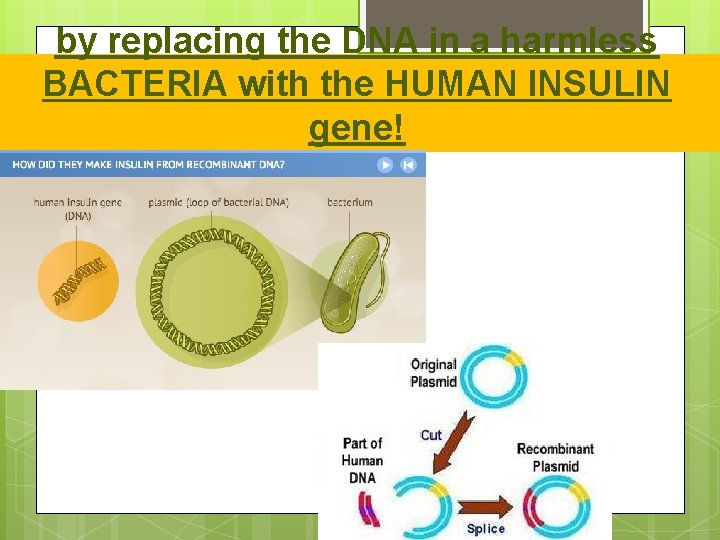 by replacing the DNA in a harmless BACTERIA with the HUMAN INSULIN gene! 