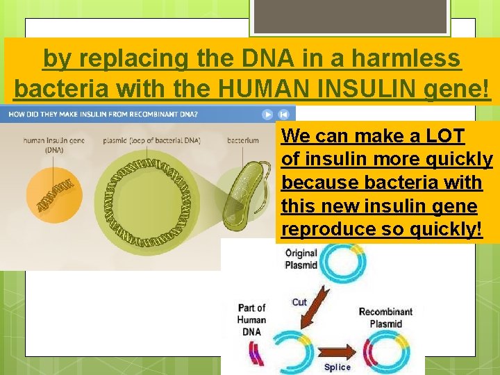 by replacing the DNA in a harmless bacteria with the HUMAN INSULIN gene! We